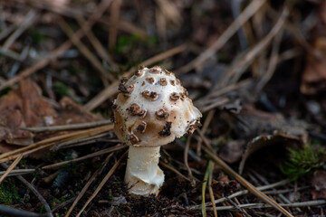 mushroom in the forest,autumn forest mushroom,amanita pantherina,Mushroom panther cap in the forest...
