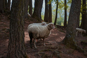 Fototapeta premium Sheep grazing.