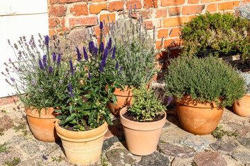 Herbs and plants in ceramic pots
