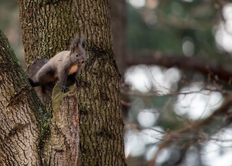 Abert's Squirrel (Sciurus aberti) outdoors
