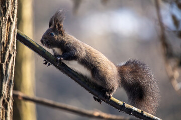 Abert's Squirrel (Sciurus aberti) outdoors