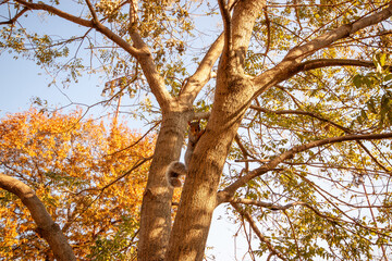Eastern Gray Squirrel (Sciurus carolinensis) Outdoors