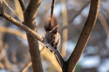 Abert's Squirrel (Sciurus aberti) outdoors