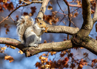 Eastern Gray Squirrel (Sciurus carolinensis) Outdoors