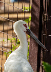 Oriental White Stork (Ciconia boyciana) Outdoors