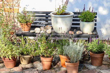 Herbs and plants in ceramic pots