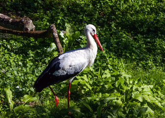 White Stork (Ciconia ciconia) Outdoors
