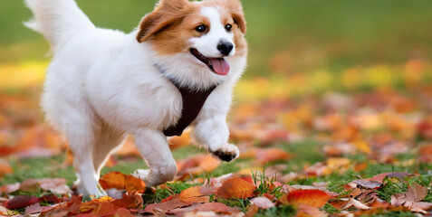 funny happy cute smiling pet dog puppy running in the leaves orange red autumn fall or hallo