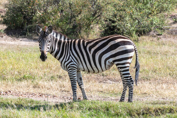 zebra facing the camera in the savannah of massai mara kenya