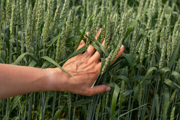 Hand farmer is touching ears of wheat on field in sun, inspecting her harvest. Agricultural business.