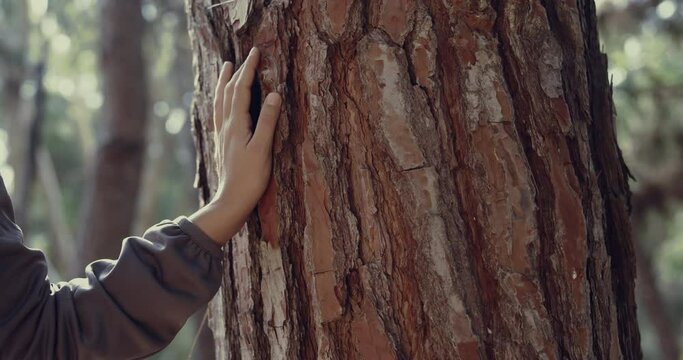 Woman's hand touches the trunk of the tree