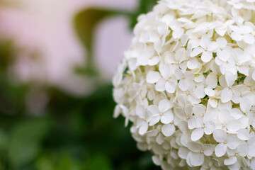 Beautiful white hydrangea flower in summer garden
