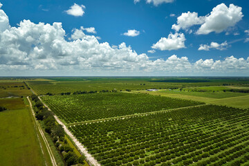 Citrus grove farmlands with rows of orange trees growing in rural Florida on a sunny day