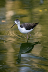 The American wrote the bird in the water.