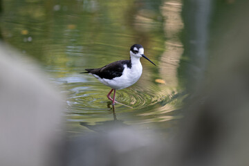 The American wrote the bird in the water.