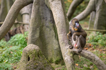 A captive mandrill monkey on a branch.