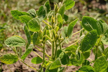 Fresh green soy plants on the field in spring. Rows of young soybean plants 