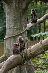 A captive mandrill monkey on a branch.