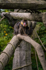 A captive mandrill monkey on a branch.