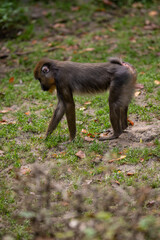 Mandrill monkey cub looking in the grass.
