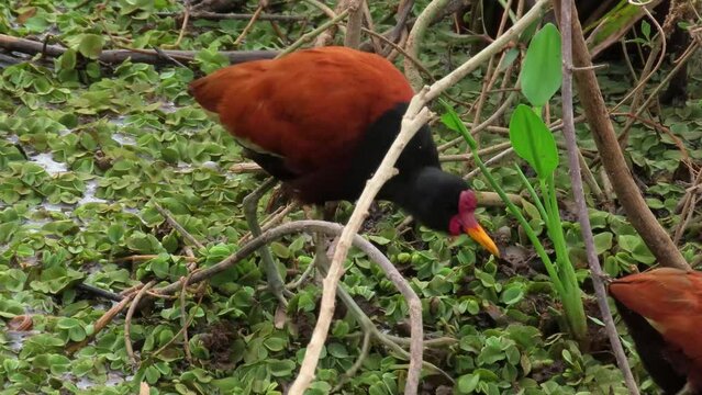 A couple of birds with long toes. Wattled jacana (Jacana jacana)