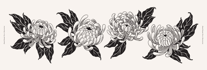 Set of luxurious white chrysanthemum flowers on light background. Tattoo sketch. Garden flowers. Botanical illustration for floral design of invitations, cards. Vector illustration for floral design. - obrazy, fototapety, plakaty