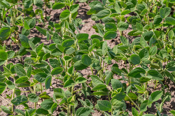 Obraz na płótnie Canvas Fresh green soy plants on the field in spring. Rows of young soybean plants 