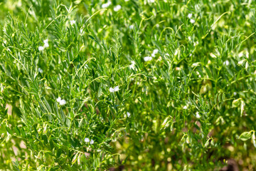 Close-up of lentil plant with white flowers. Lentil field. Detail of flowers and tendrils on a green background