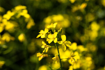 Rape plant and flowers in close-up. Cultivation of rapeseed.