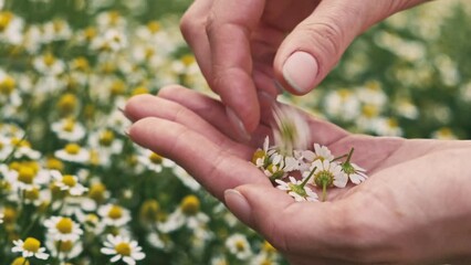 Close up video of woman collecting chamomile flowers for herbal tea.