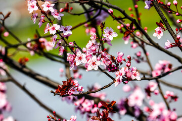 The fruits blossom in spring. HDR Image (High Dynamic Range).