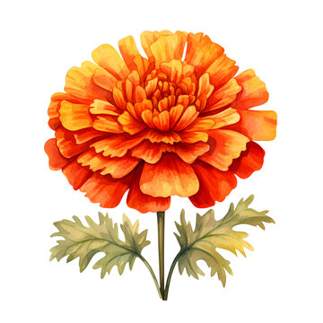 Marigold Flower Watercolor Clipart