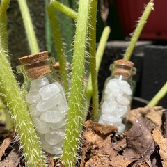 Frasquitos con cuarzo blanco en su interior, tomadas en naturaleza.