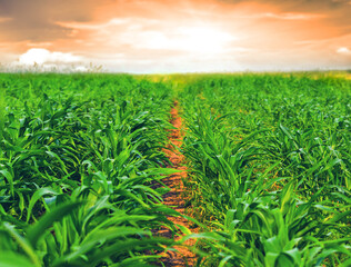 pathway trough corn field at dramatic sunset