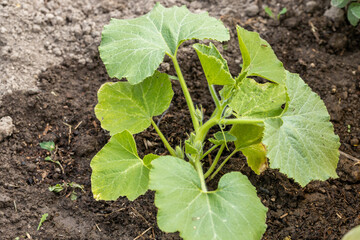 Green sprout pumpkin growing in the soil . Top view .