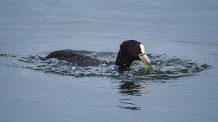 Coot surfacing from a dive with a meal