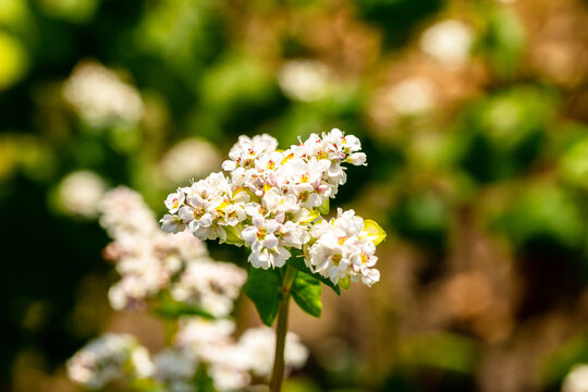 Buckwheat macro with white flowers. Fagopyrum esculentum