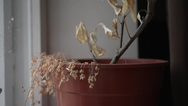 A houseplant stands on the windowsill inside the room. Unhealthy houseplant, yellowed leaves. Slow motion