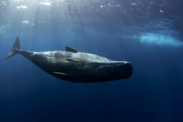 Sperm whale is swimming alone in Indian ocean. Playful whale near the surface. Swimming with the...