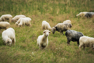 Fototapeta premium A flock of sheep is grazing in a field and one of the sheep is looking at the camera.
