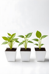 seedlings in square white cardboard pots on a white background