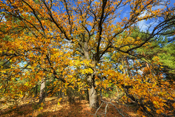 Fototapeta premium Autumn tree