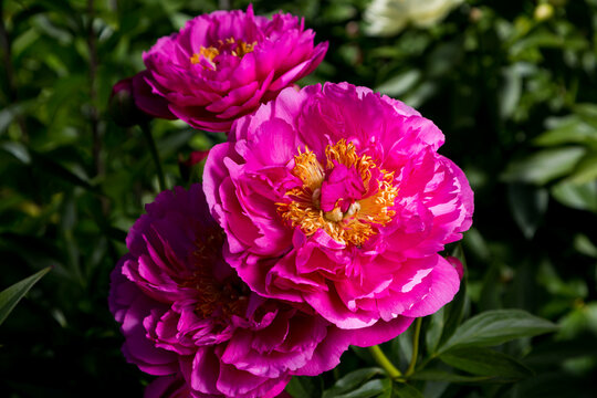 Peony HI-MABEL. Semi-double jareo pink peony flower with yellow stamens. Interspecific hybrid