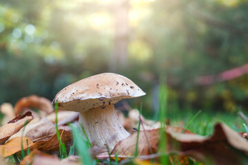 Mushroom in forest