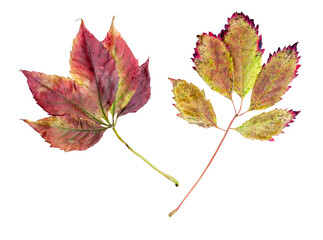 Autumn grapevine leaves. Transparent Background