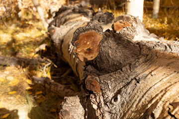 Closeup Inonotus Obliquus Called Chaga, Brown Parasitic Fungus On Tree In Forest. Healing Wild Mushroom Boosting Immune System, Fighting Cancer, Lowering Cholesterol. Healthy Pure Natural. Horizontal 