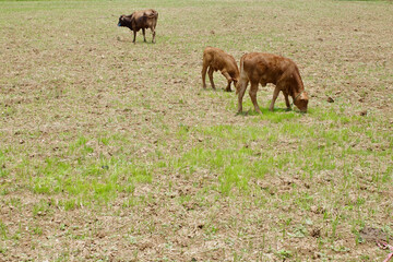 cows eating grass in the rice fields