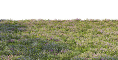 lavender field