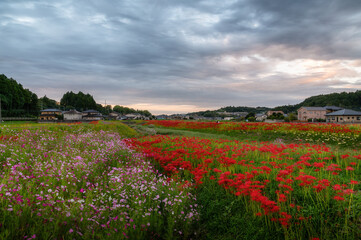 茨城県常陸太田市　曼殊沙華咲き誇る源氏川の朝