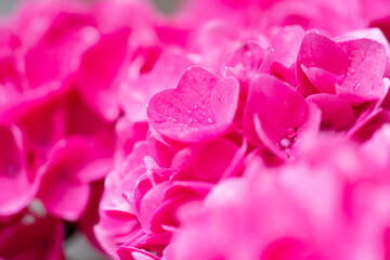 あじさい　hydrangea　紫陽花